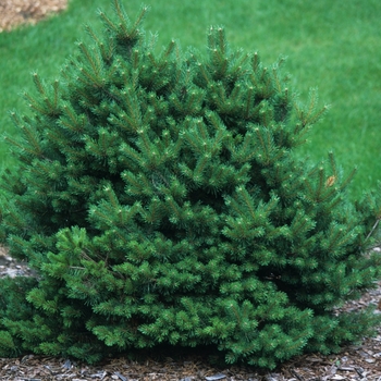 Pinus sylvestris 'Witches' Broom'