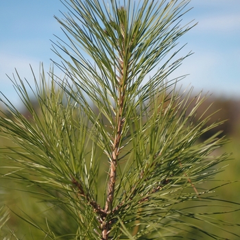 Pinus taeda