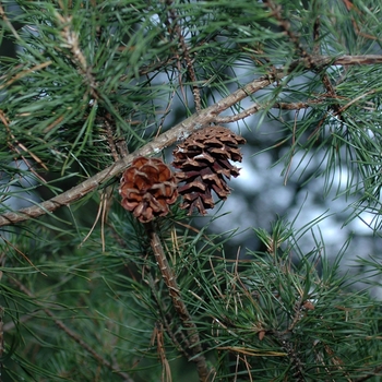 Pinus virginiana