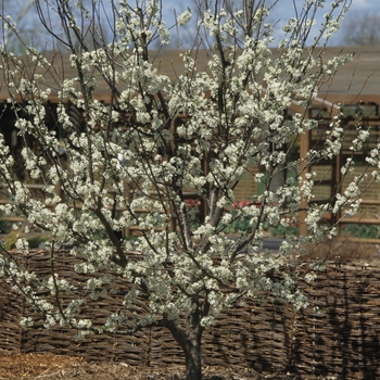 Prunus domestica 'Stanley' 