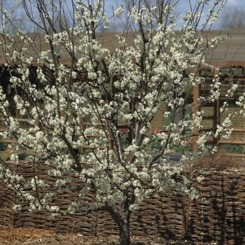 Prunus domestica 'Stanley'