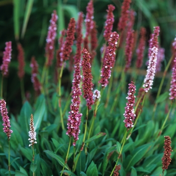 Polygonum affinis 'Darjeeling Red' 