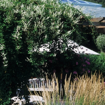Polygonum aubertii '' (035524)