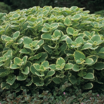 Polygonum capitatum 'Magic Carpet' 