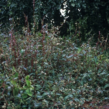 Persicaria microcephulum 'Red Dragon' 