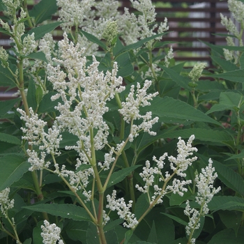 Polygonum polystachyum