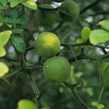 Poncirus trifoliata