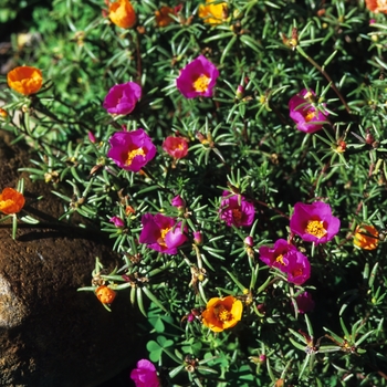 Portulaca grandiflora