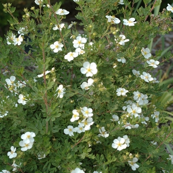 Potentilla fruticosa 'Abbotswood' 