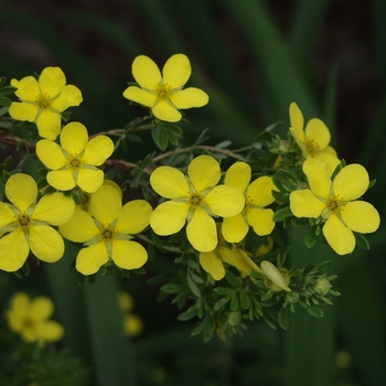 Potentilla fruticosa 'Coronation Triumph' 