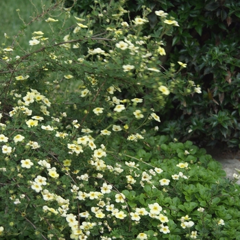 Potentilla fruticosa 'Katherine Dykes' 