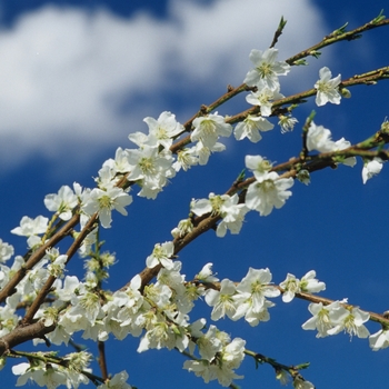 Prunus persica var. nucipersica 'White Glory' 