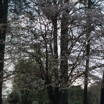 Prunus sargentii 