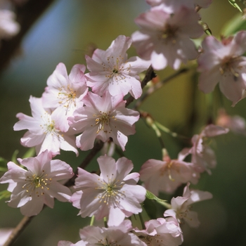 Prunus subhirtella var. autumnalis