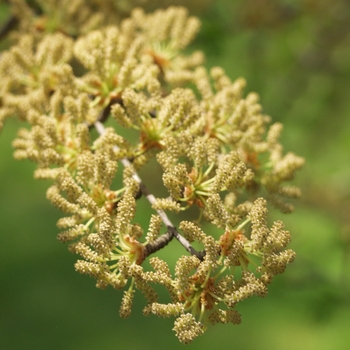 Pseudolarix kaempferi '' (035697)