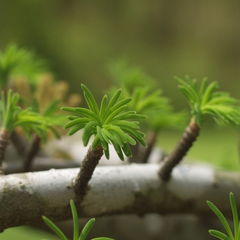 Pseudolarix kaempferi