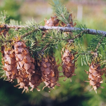 Pseudotsuga menziesii 'Pendula' 