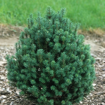 Pseudotsuga menziesii 'Hillside Pride'