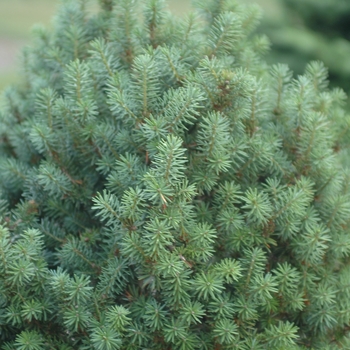 Pseudotsuga menziesii 'Hillside Pride' (035707)