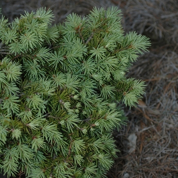 Pseudotsuga menziesii 'Nana Compacta' 