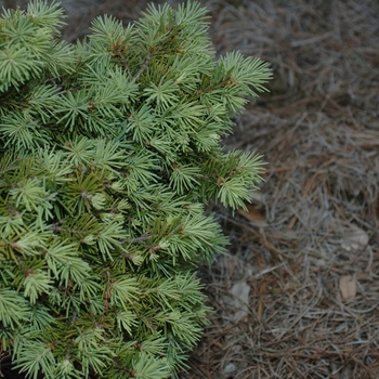Pseudotsuga menziesii 'Nana Compacta' (035709)