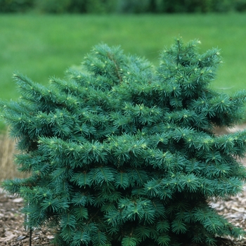 Pseudotsuga menziesii 'Pumila' (035710)