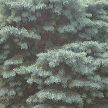 Pseudotsuga menziesii 'Pumila' (035711)