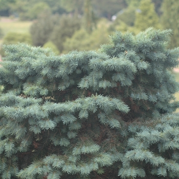 Pseudotsuga menziesii 'Pumila' 