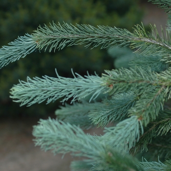 Pseudotsuga menziesii 'Skyline' 