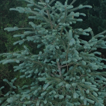 Pseudotsuga menziesii 'Skyline' (035714)