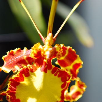 Psychopsis Mendenhall g. 'Hildos' (035715)