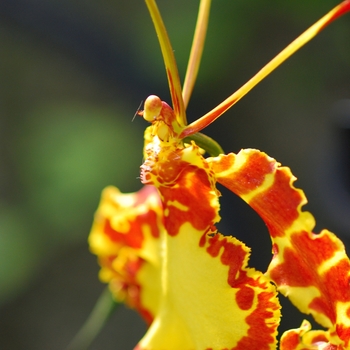 Psychopsis Mendenhall g. 'Hildos' (035716)