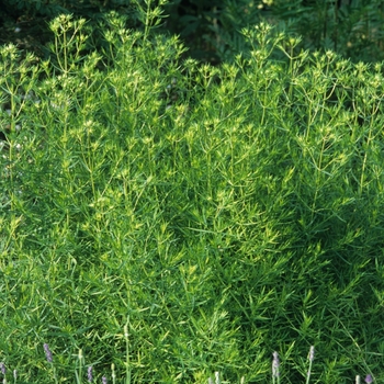 Pycnanthemum tenuifolium