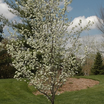 Pyrus calleryana 'Redspire' 