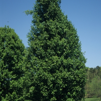 Pyrus calleryana 'Whitehouse' 