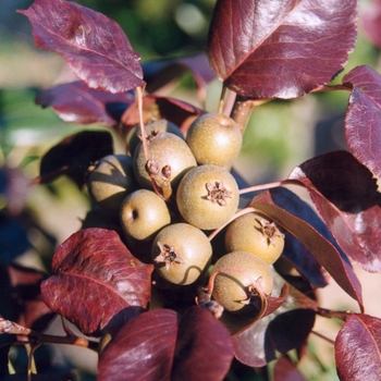 Pyrus 'Jack®'