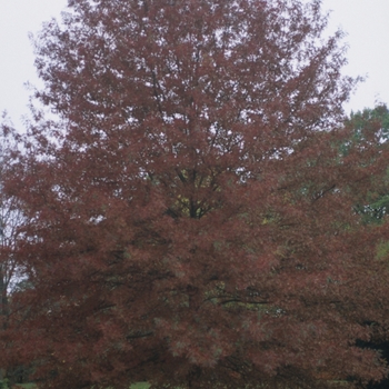 Quercus coccinea 