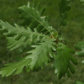 Quercus frainetto 'Forest Green®'