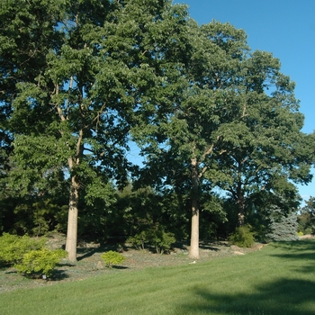 Quercus muehlenbergii 