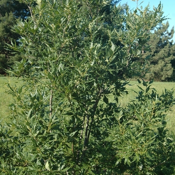 Quercus petraea 'Mespilifolia'