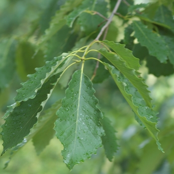 Quercus prinus 