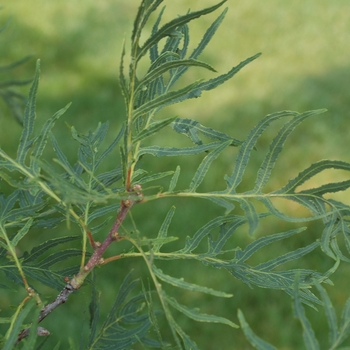 Quercus robur 'Filicifolia'