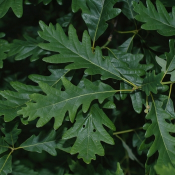 Quercus robur 'Wandell'