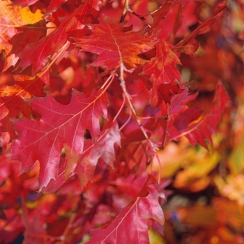 Quercus rubra 