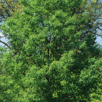 Quercus uariabilis