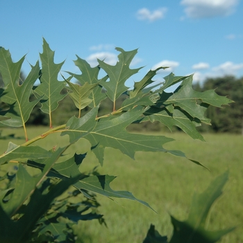 Quercus x subfalcata