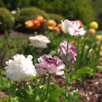 Ranunculus asiaticus 'Bloomingdale Blue Bicolor' (035845)