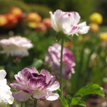 Ranunculus asiaticus 'Bloomingdale Blue Bicolor' (035846)