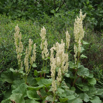 Rheum palmatum 'Red Select' (035851)
