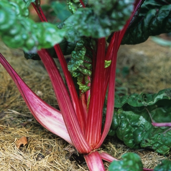 Rheum palmatum 'Red Select' (035852)
